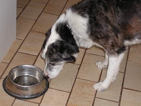 Blanding af racer Don - "Øv.. det er ikke spisetid endnu" billede 15