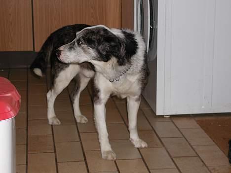 Blanding af racer Don - Dons typiske "tiggeudtryg" billede 16