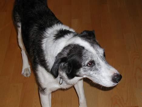 Blanding af racer Don - den lille don igen... billede 17