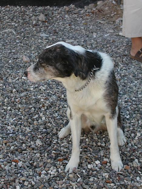 Blanding af racer Don - her ligger han så fint billede 18