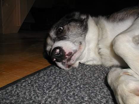 Blanding af racer Don - (frøperspektiv :) billede 19