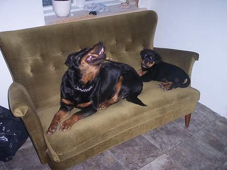 Rottweiler cita billede 4