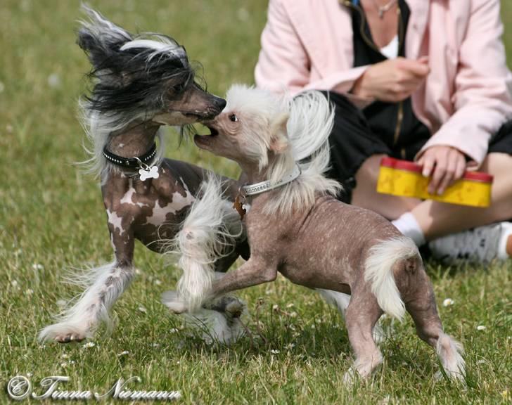 Chinese crested hårløs Caprioso Ram-Ses-Mi - Hey, du må ikke bide Silas. (Maj 08) billede 5