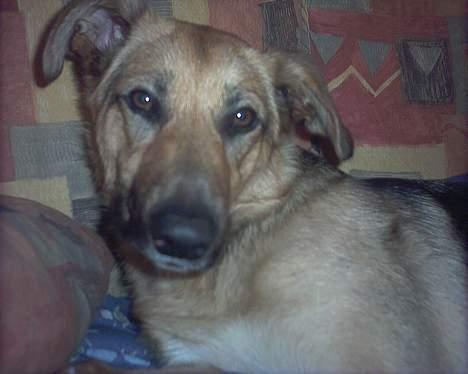 Blanding af racer Britney - Sìger du,jeg ser træt ud? billede 6