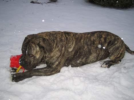 Boerboel tupac - Jeg tror ikke de skal bruge den her spand til noget . billede 11