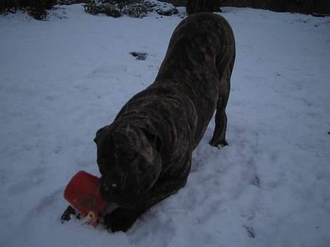 Boerboel tupac - Den skal bare ha` billede 12