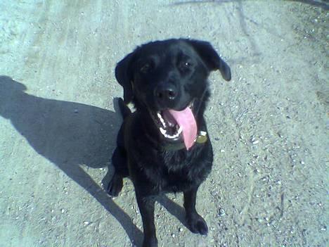 Blanding af racer EMMA - Efter en hurtig badetur ved stranden.. billede 1