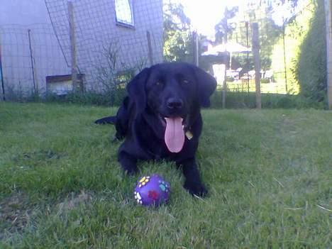 Blanding af racer EMMA - Emma´s ELSKEDE bold... cant live without it billede 2