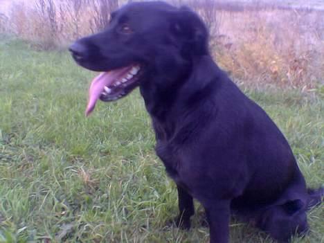 Blanding af racer EMMA - Er jeg ikke smuk ?? billede 3