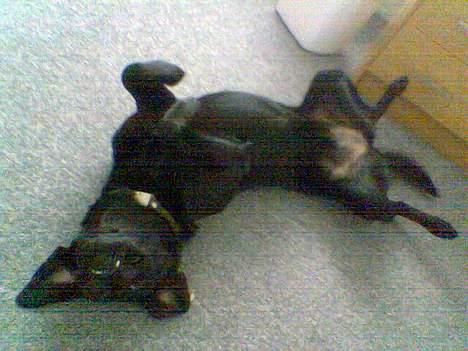 Blanding af racer EMMA - Ja sådan sover hun så i ny og næ.... sgu en sær hund..:-) billede 4