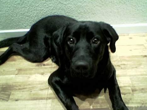 Blanding af racer EMMA - Her er keg kun 6 mdr gammel... og ligger ved køkkendøren og tigger.. billede 5