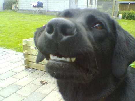 Blanding af racer EMMA - Emma smiler i ny og næ-- men mest fordi hendes tænder er for store.. det er schæfertænder billede 6