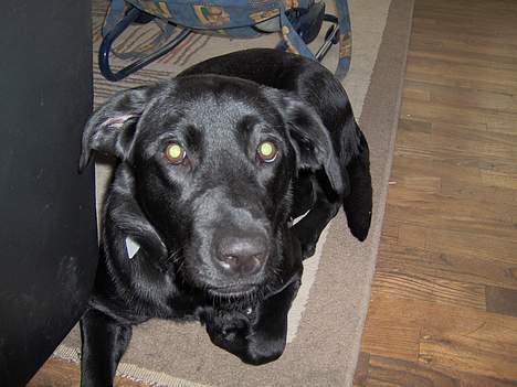 Blanding af racer EMMA - Aaaargh... lad mig være he he...  billede 7