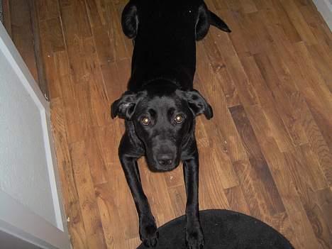 Blanding af racer EMMA - Tigger lidt igen billede 8