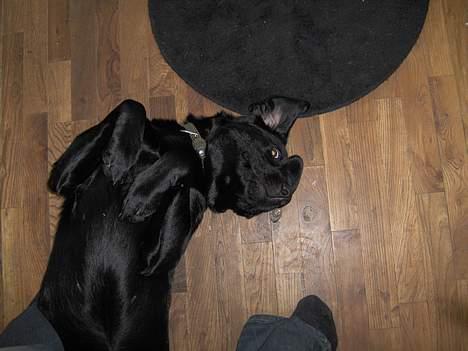 Blanding af racer EMMA - Gør sig til for mor... og tigger samtidig he he billede 9