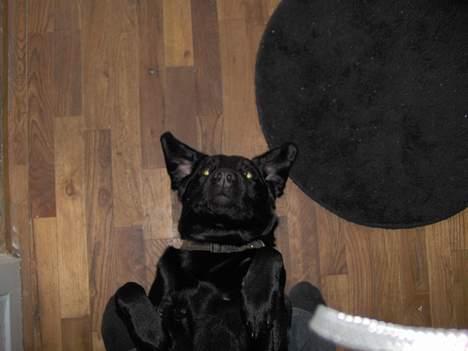 Blanding af racer EMMA - He He.. elsker sgu det kræ.. :-) billede 10