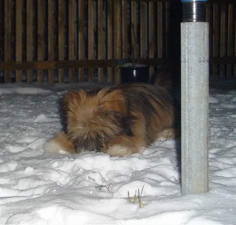 Lhasa apso Snoopy billede 16
