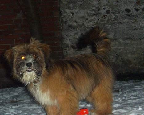 Lhasa apso Snoopy billede 17