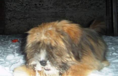 Lhasa apso Snoopy billede 18