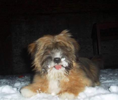 Lhasa apso Snoopy billede 19