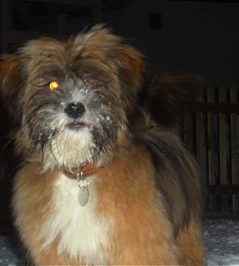 Lhasa apso Snoopy billede 20