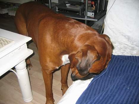 Boxer Febæk`s KeenZo Bordeaux - Ka`du se mig nu??? billede 1