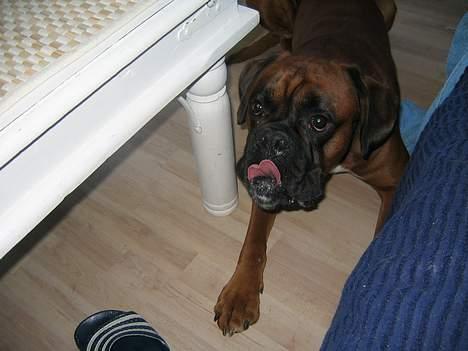 Boxer Febæk`s KeenZo Bordeaux billede 2