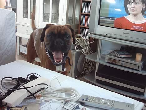 Boxer Febæk`s KeenZo Bordeaux billede 4