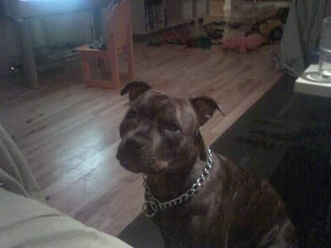 Staffordshire bull terrier Dina billede 16