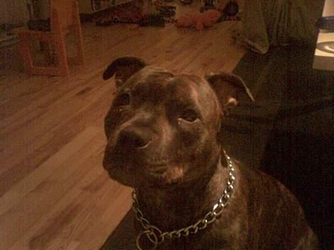 Staffordshire bull terrier Dina billede 17