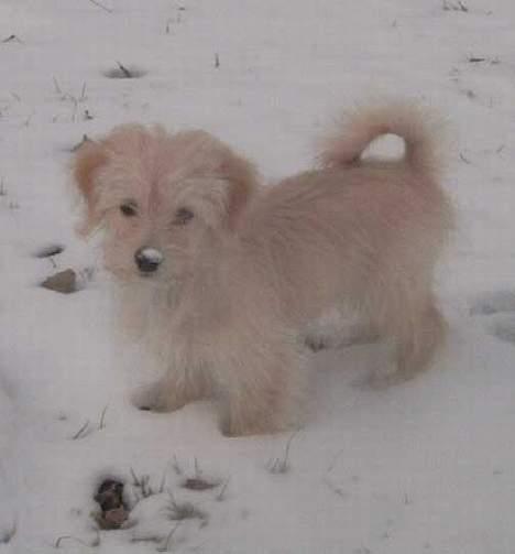 Bichon havanais Cuban Silky Dreams Ayshia - Eeewwww ... det der sne-noget - det er godt nok noget koldt noget. billede 9