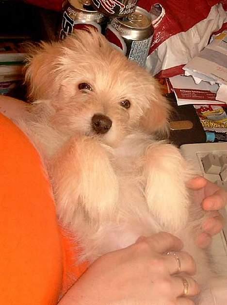 Bichon havanais Cuban Silky Dreams Ayshia - åhhhh at være en tøjhund <3 billede 10