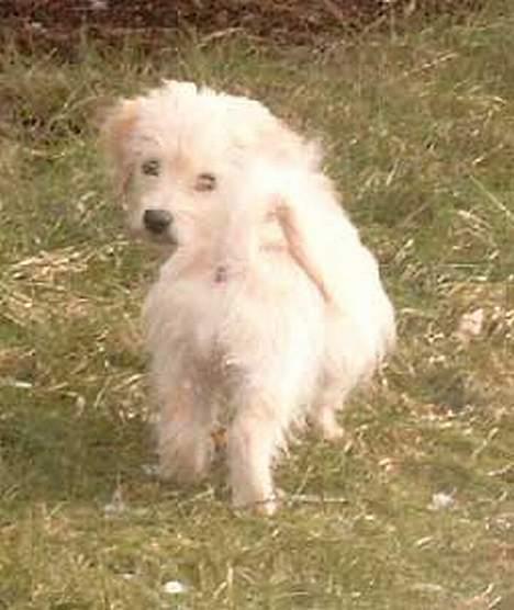 Bichon havanais Cuban Silky Dreams Ayshia - Nå du er med? ...  billede 11