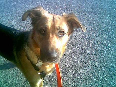 Blanding af racer Britney billede 7