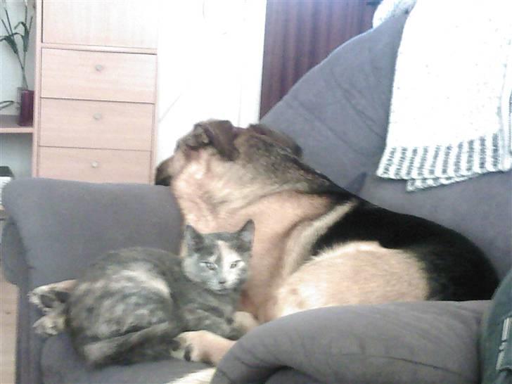 Blanding af racer Britney billede 8