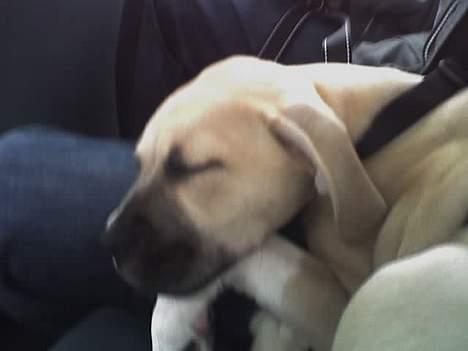 Amerikansk staffordshire terrier Gucci - Der er en som er blevet træt:-) billede 13