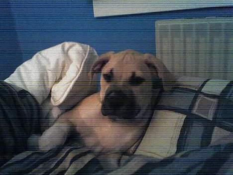 Amerikansk staffordshire terrier Gucci billede 14