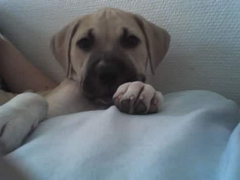 Amerikansk staffordshire terrier Gucci - Er jeg ikke sød!! billede 15