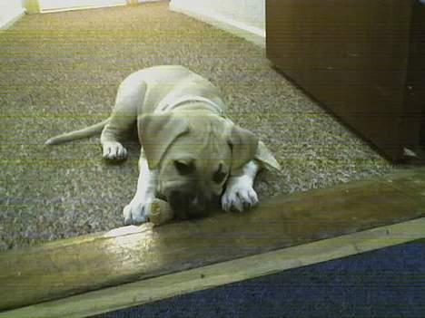 Amerikansk staffordshire terrier Gucci billede 16