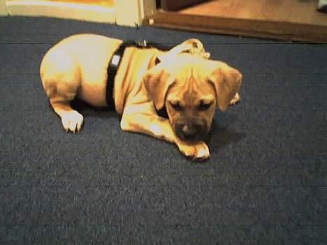 Amerikansk staffordshire terrier Gucci billede 17