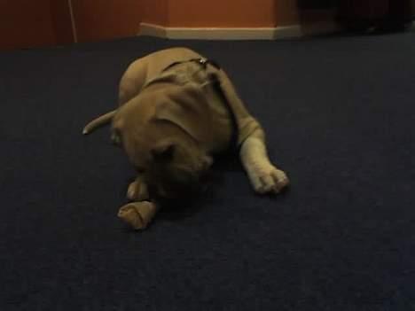 Amerikansk staffordshire terrier Gucci - Det er mit kød ben.. billede 18