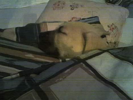 Amerikansk staffordshire terrier Gucci billede 19