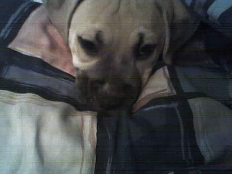 Amerikansk staffordshire terrier Gucci billede 20