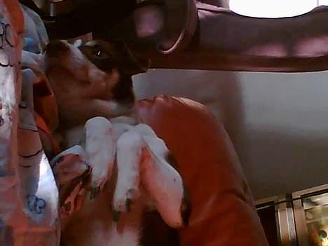 Dansk svensk gaardhund Piet billede 10