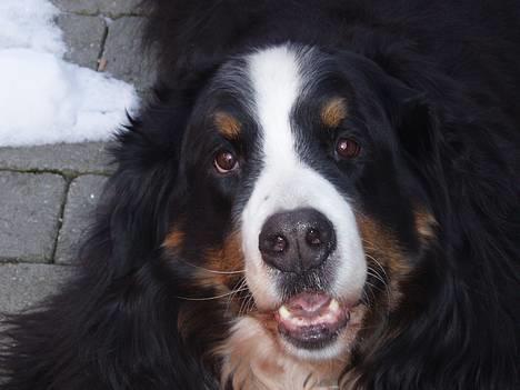 Berner sennenhund Hannibal billede 1