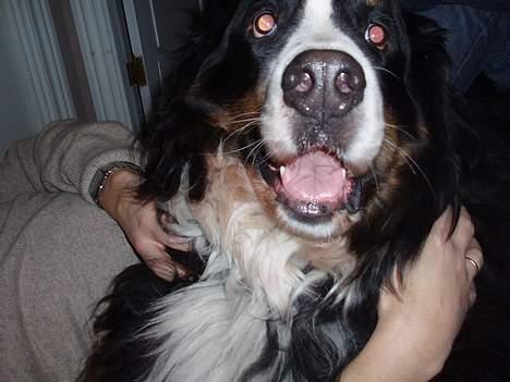 Berner sennenhund Hannibal billede 2