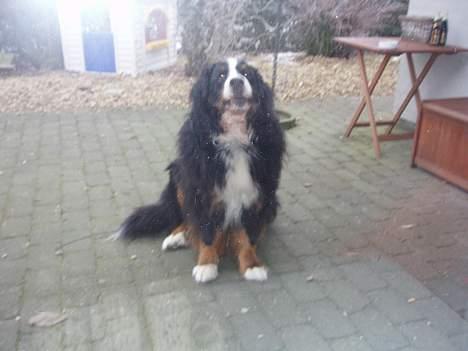 Berner sennenhund Hannibal billede 3