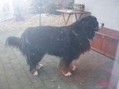 Berner sennenhund Hannibal billede 4