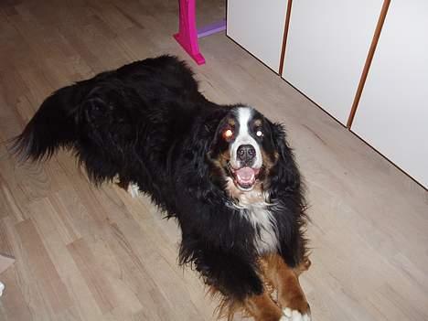 Berner sennenhund Hannibal billede 5