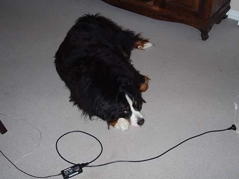 Berner sennenhund Hannibal billede 6